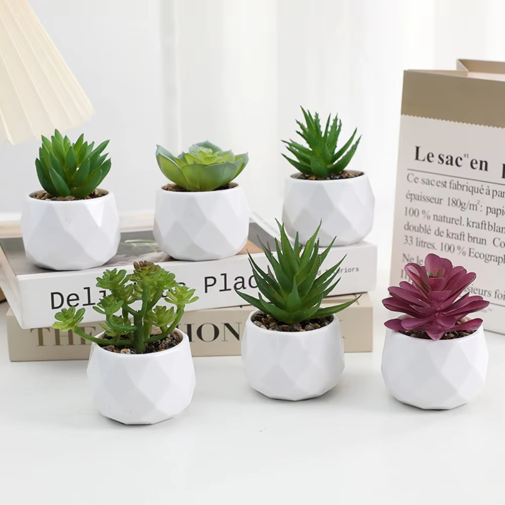 Mini Succulent Bonsai Plant