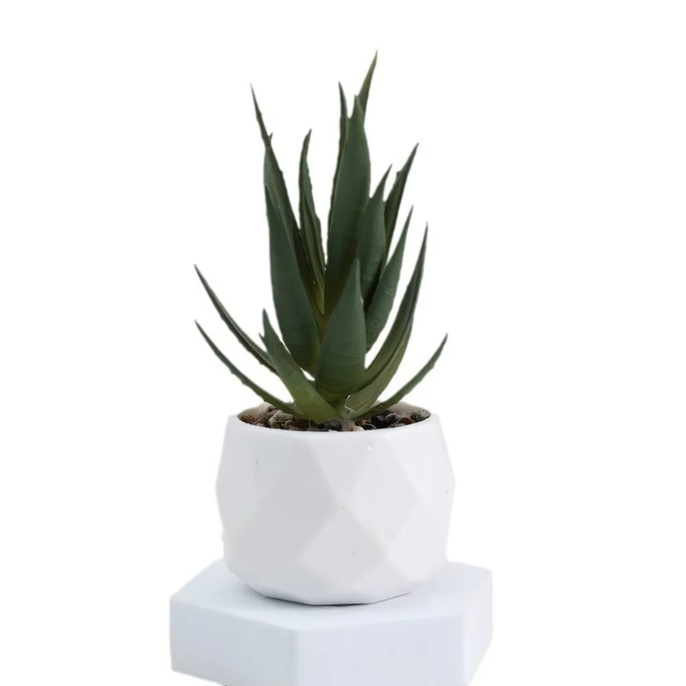 Mini Succulent Bonsai Plant