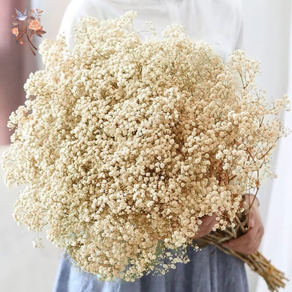 Dried baby's breath bouquet – Lilvelle Chanukah party finds