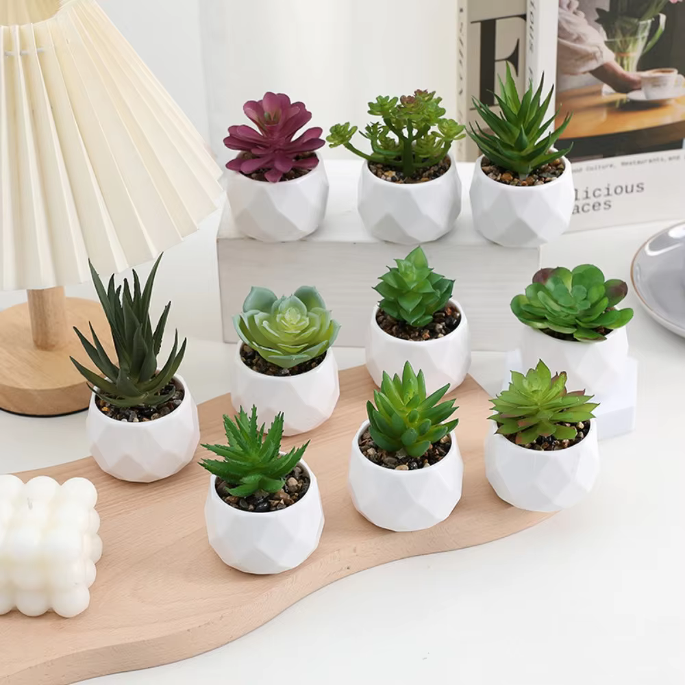 Mini Succulent Bonsai Plant – Lilvelle Chanukah party finds